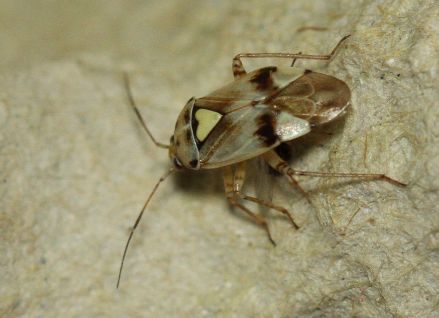 Lygus pratensis - változó mezeipoloska