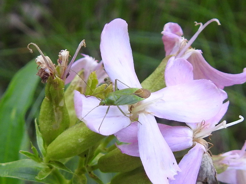 Calocoris affinis