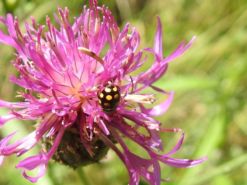 Coccinula quatuordecimpustulata - feketesárga katóka