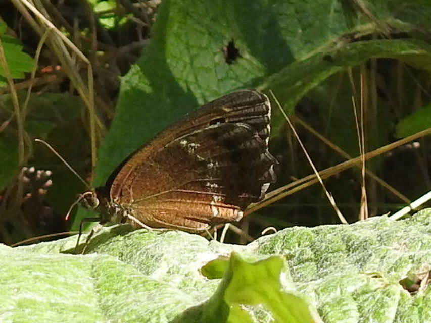 Minois dryas - fekete szemeslepke