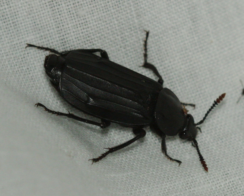 Necrodes littoralis - nagy dögbogár