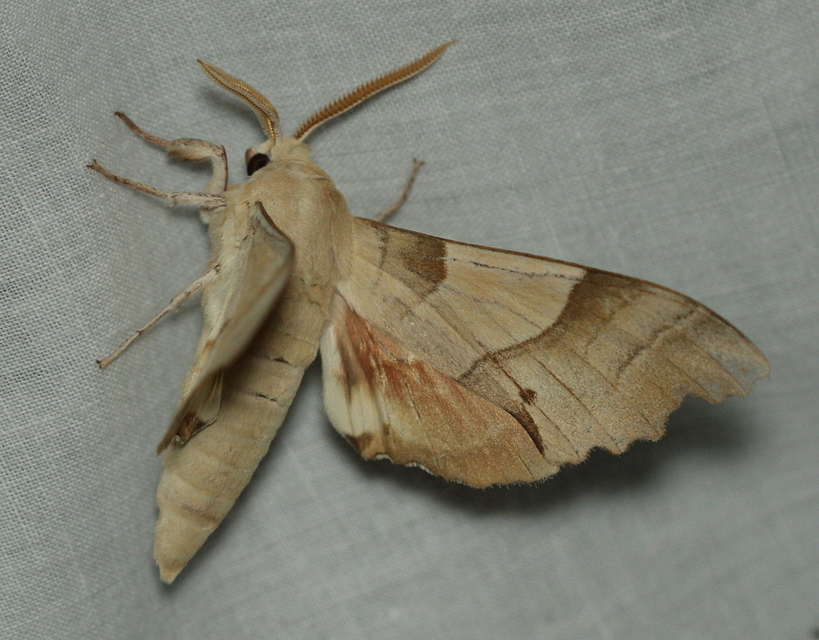 Marumba quercus - tölgyfaszender