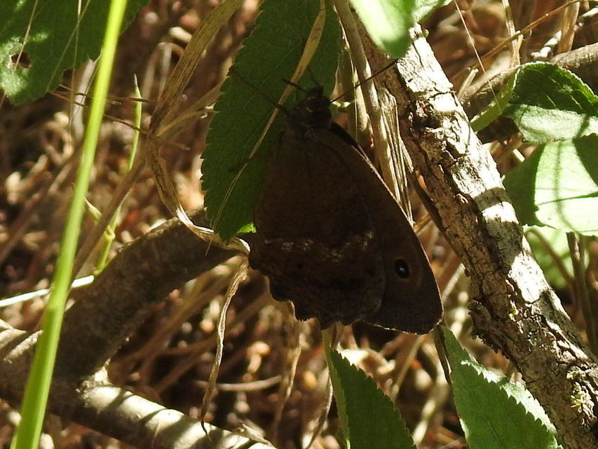 Minois dryas - fekete szemeslepke