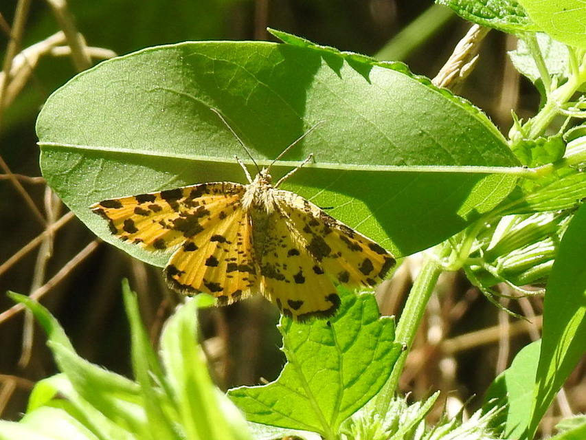 Pseudopanthera macularia - párducfoltos araszoló