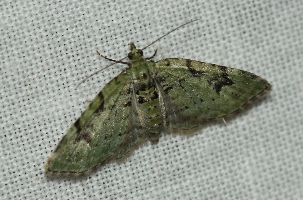 Chloroclystis v-ata - zöldes törpearaszoló