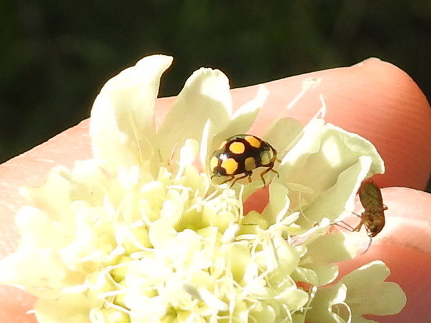 Coccinula quatuordecimpustulata - feketesárga katóka