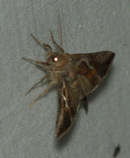 Macdunnoughia confusa - cseppfoltos ezüstbagoly