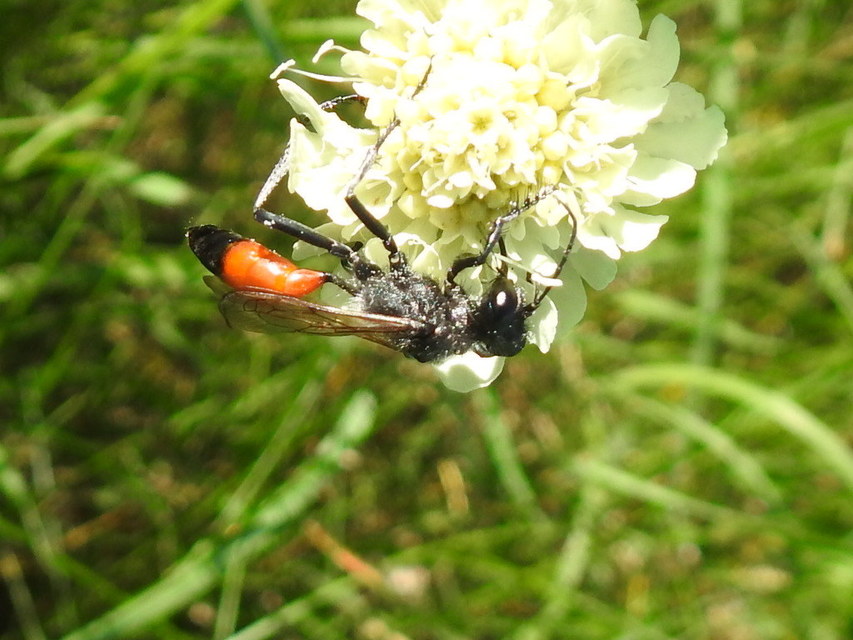 Podalonia