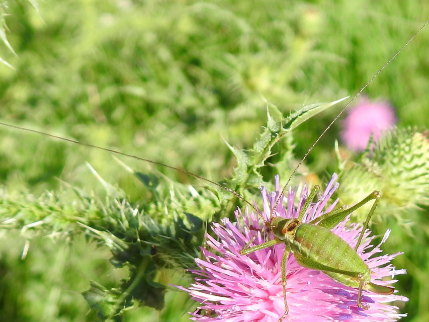 Leptophyes albovittata - közönséges virágszöcske