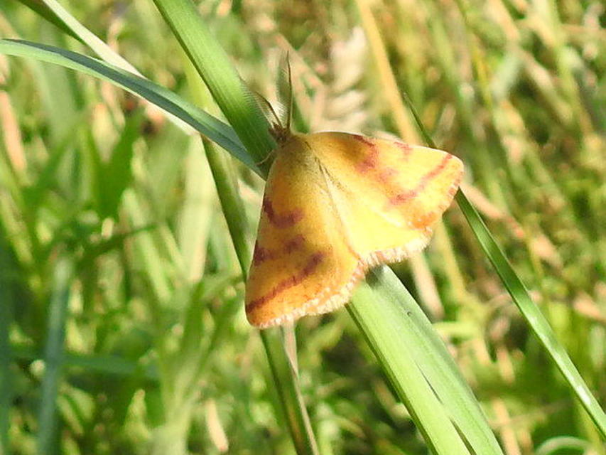 Lythria purpuraria - bíborsávos araszoló