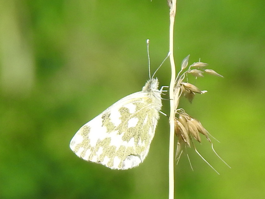 Pontia edusa - rezedalepke