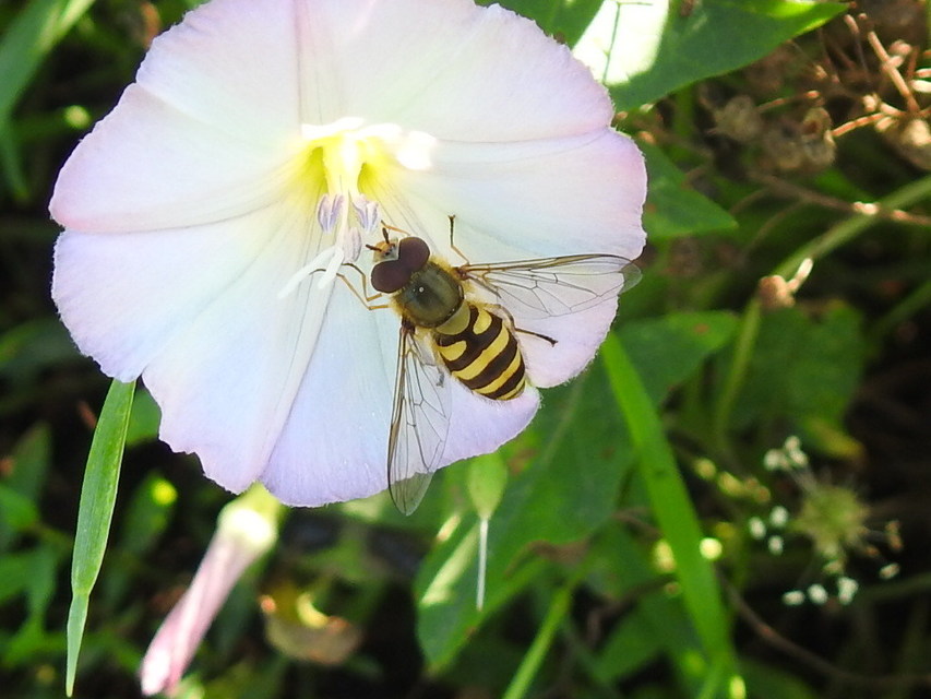 Syrphus