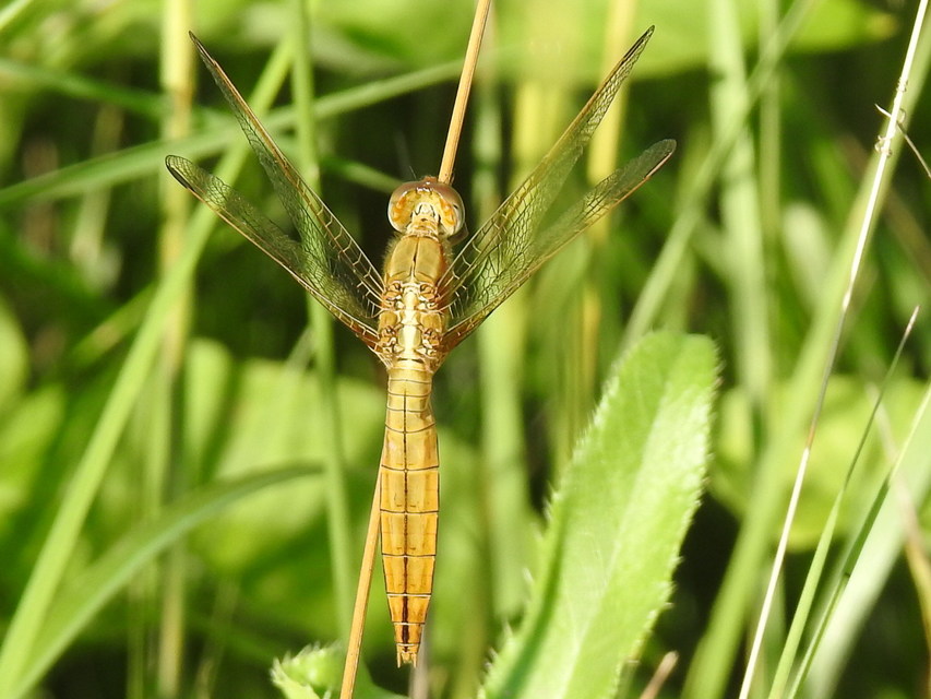 Crocothemis erythraea - skarlát szitakötő