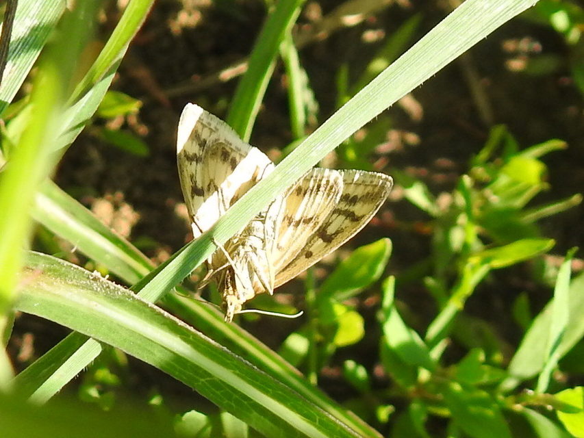 Sitochroa verticalis - világossárga dudvamoly