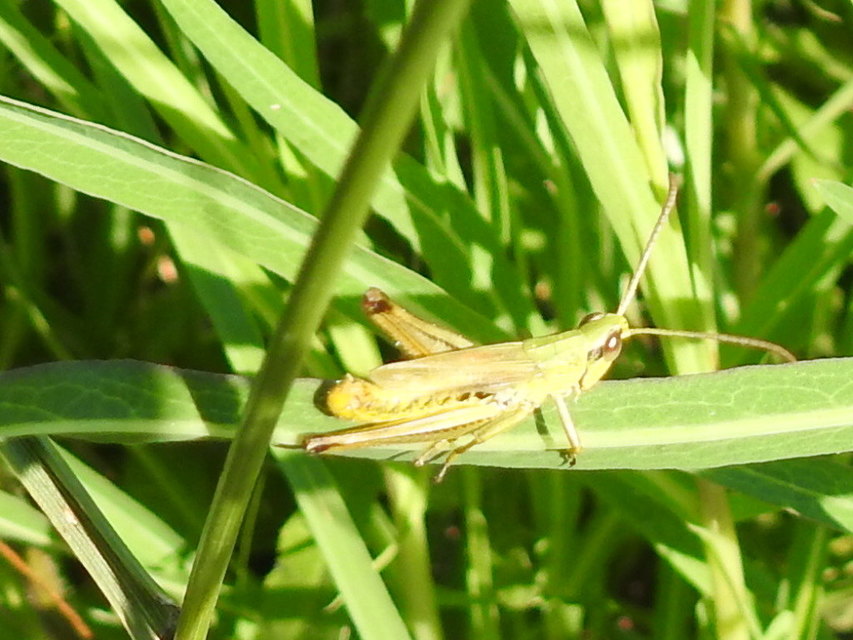 Pseudochorthippus parallelus - közönséges rétisáska