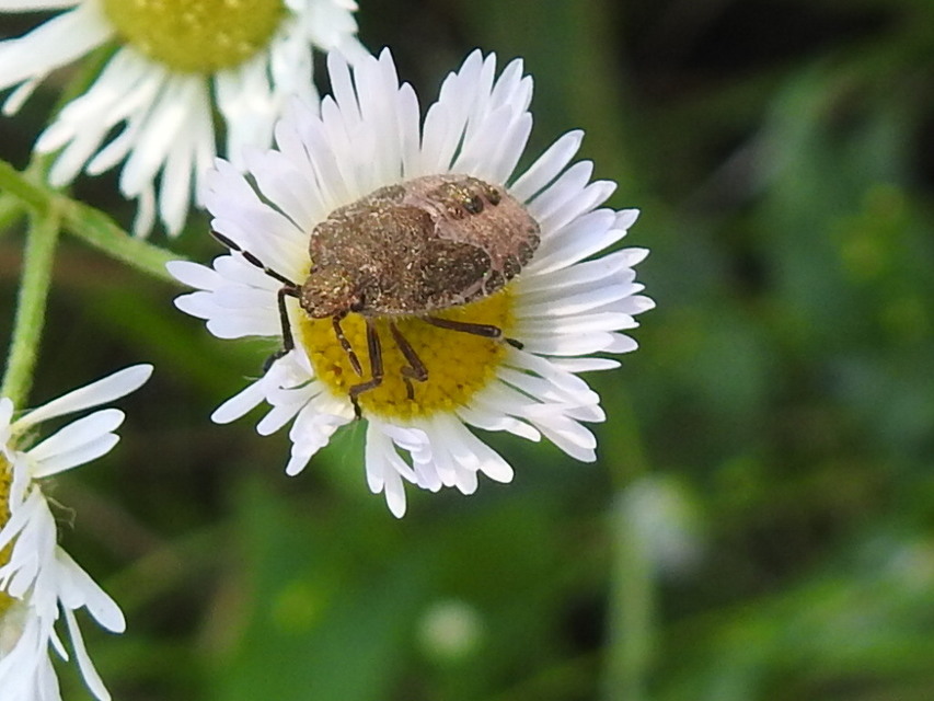 Dolycoris baccarum - közönséges bogyómászó-poloska