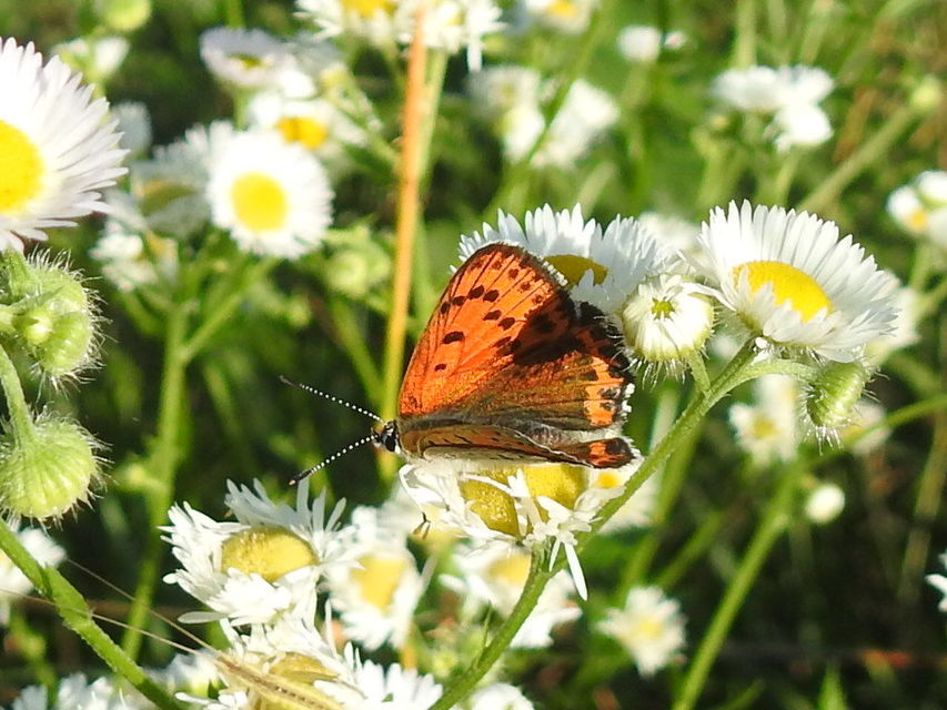 Lycaena thersamon - kis tűzlepke