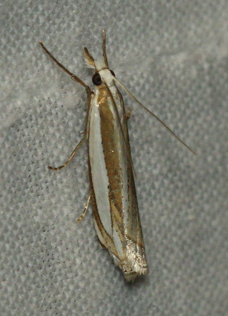 Crambus pascuella - lápréti fűgyökérmoly