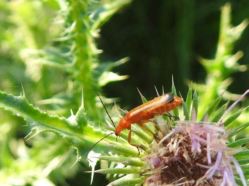 Rhagonycha fulva - feketevégű lágybogár