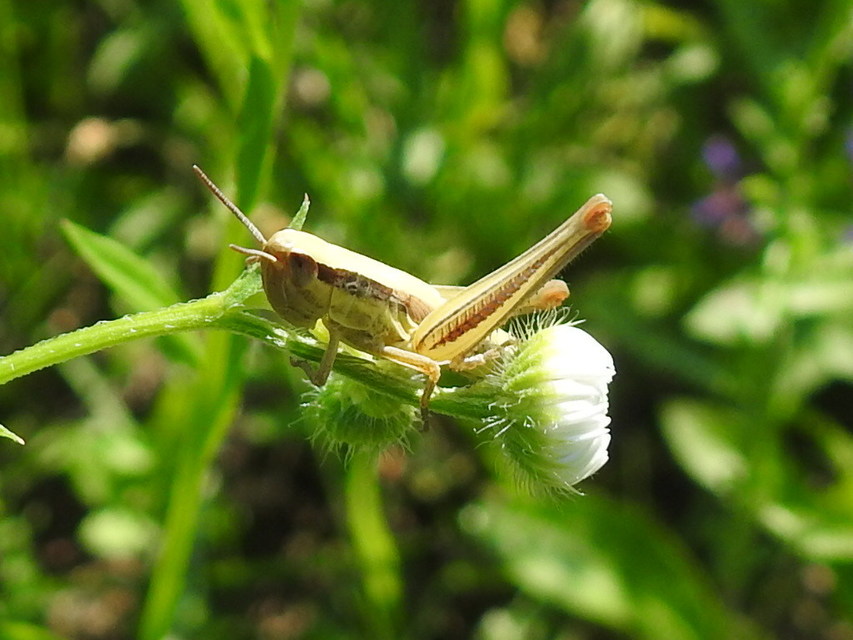 Euchorthippus