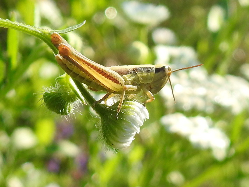 Euchorthippus