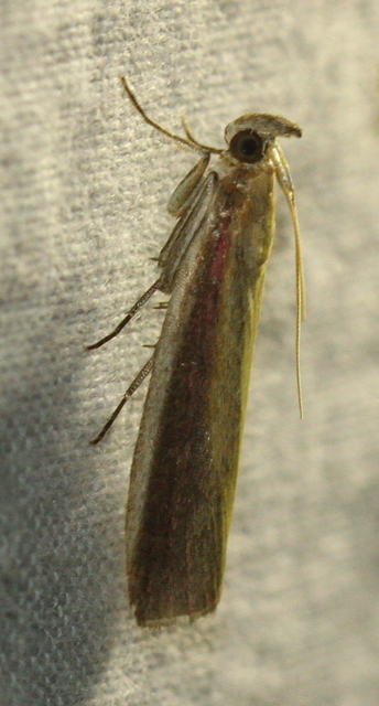 Oncocera semirubella - lucernamoly