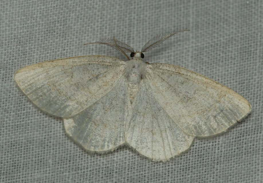 Cabera exanthemata - pettyes égeraraszoló