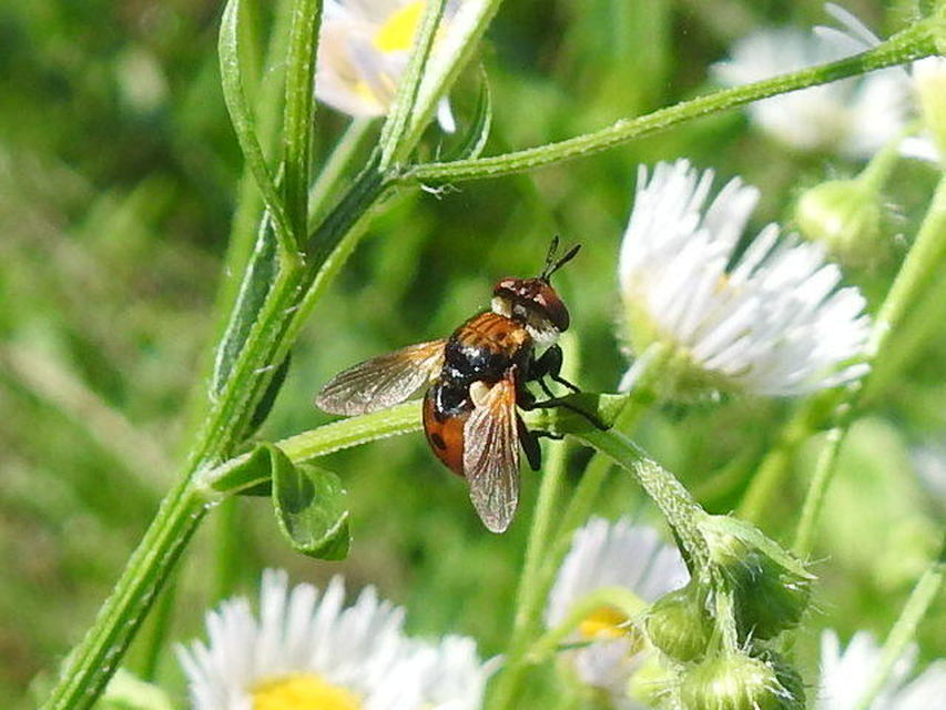 Gymnosoma