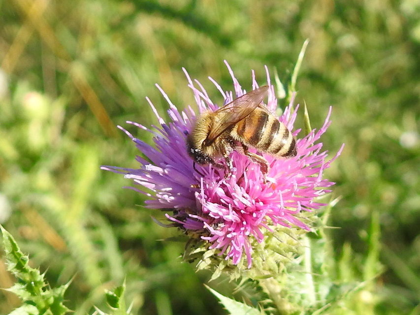 Apis mellifera - háziméh