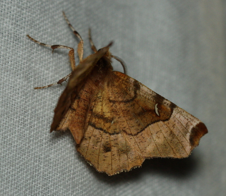 Selenia tetralunaria - négyfoltos holdasaraszoló