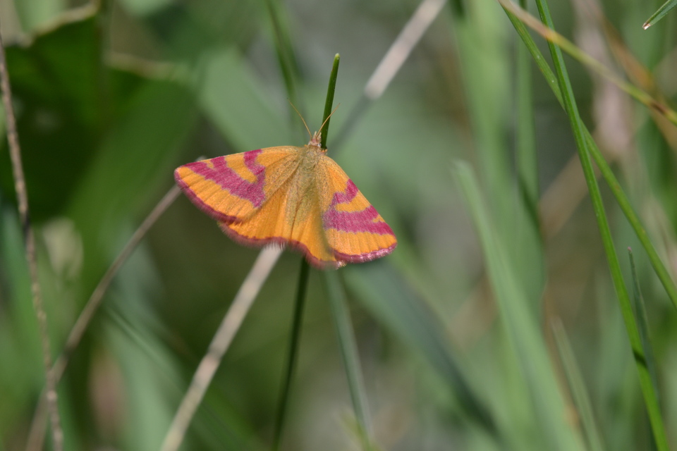 Lythria cruentaria - bíborcsíkos araszoló