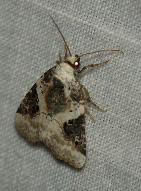 Pseudeustrotia candidula - fehéres apróbagoly