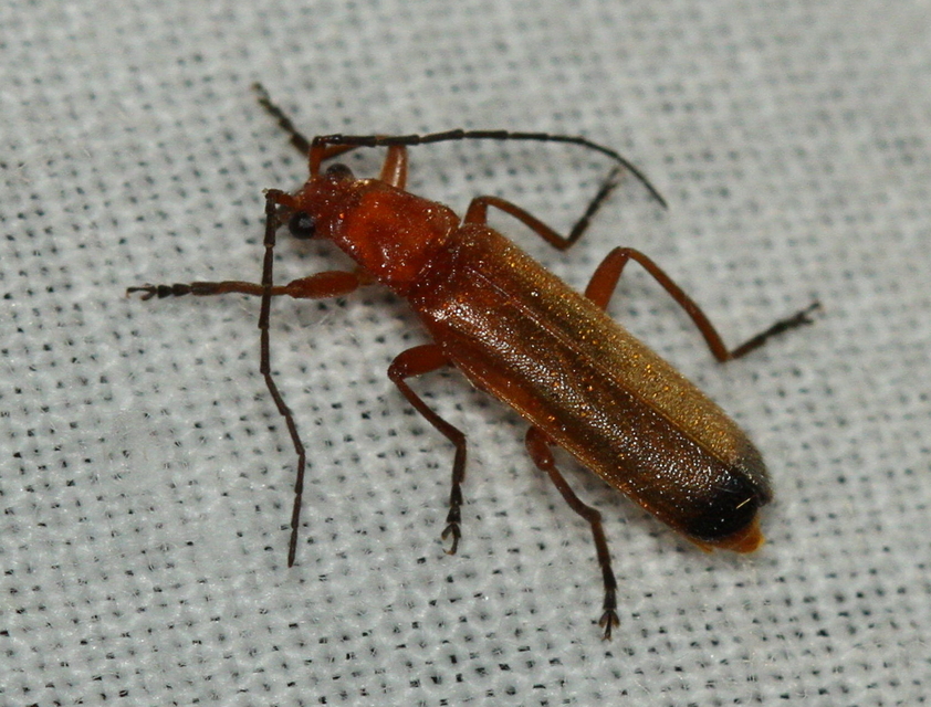 Rhagonycha fulva - feketevégű lágybogár