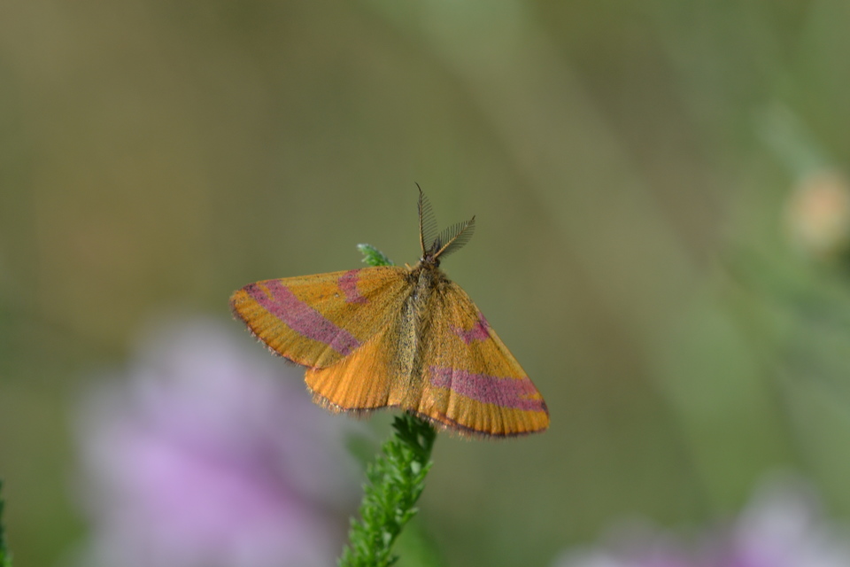 Lythria cruentaria - bíborcsíkos araszoló