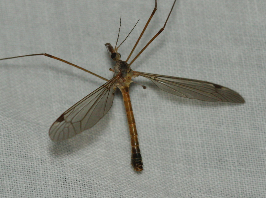Tipula