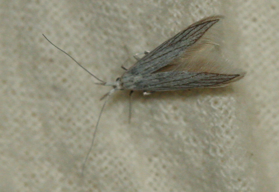 Coleophora