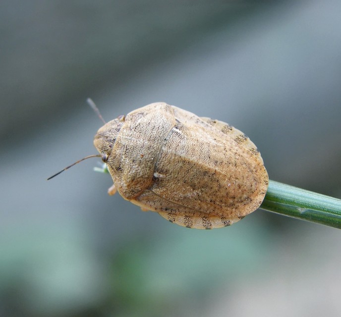 Eurygaster