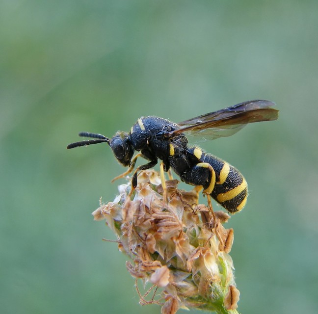 Leucospis