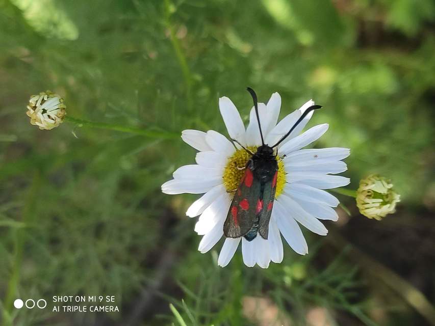 Zygaena loti - közönséges csüngőlepke