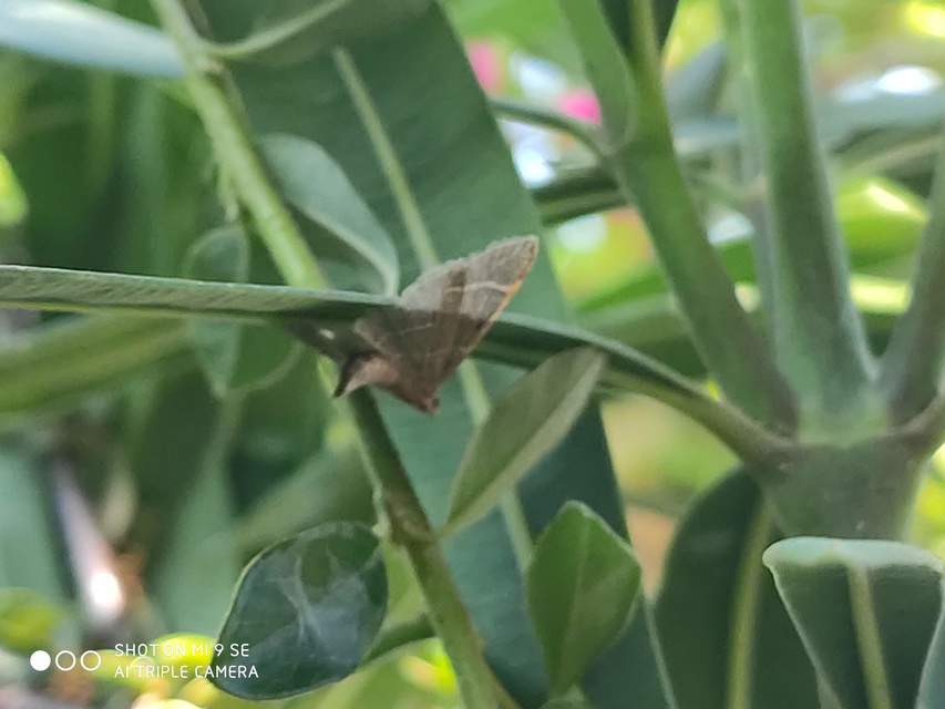 Hypsopygia glaucinalis - rezes fényilonca