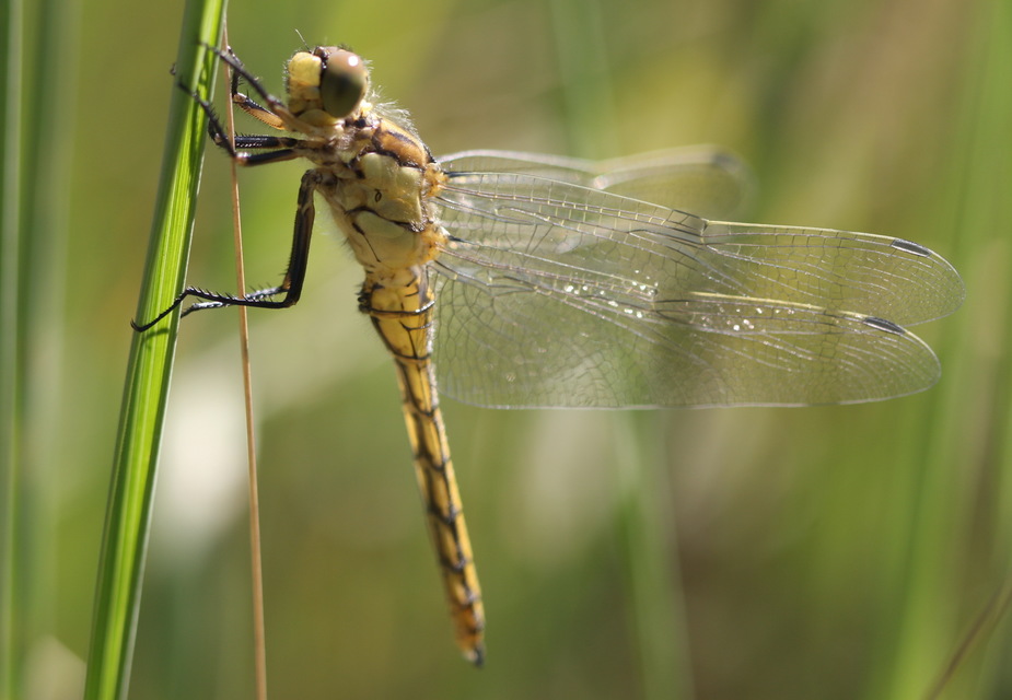Orthetrum cancellatum - feketefarkú pásztorszitakötő