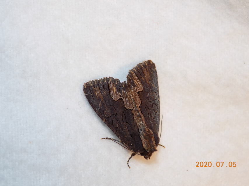 Dypterygia scabriuscula - szurokbarna nyáribagoly