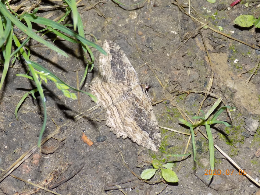Philereme transversata - varjútövis-araszoló