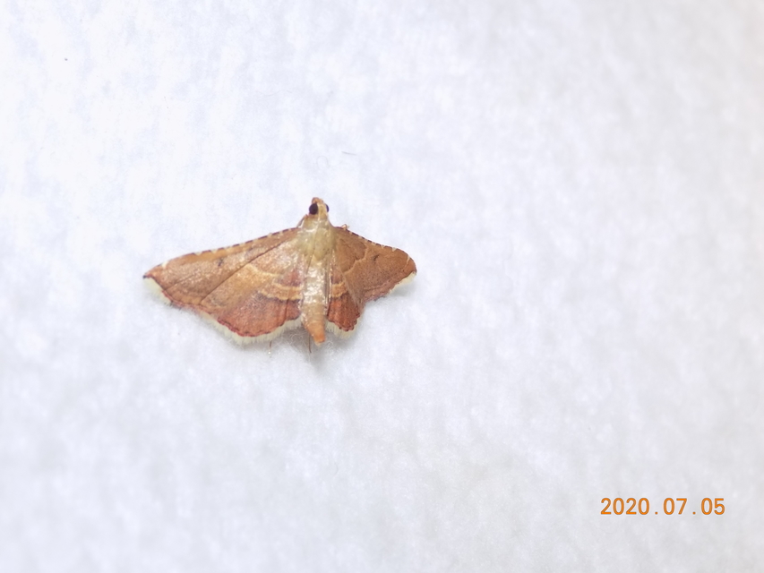 Endotricha flammealis - tüzesszárnyú fényilonca
