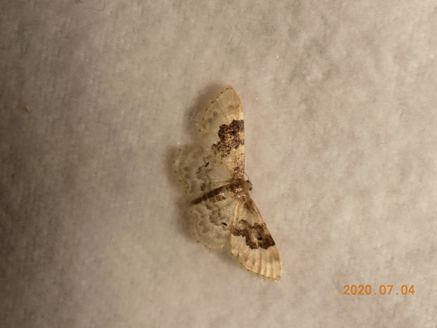 Idaea rusticata - tarka apróaraszoló