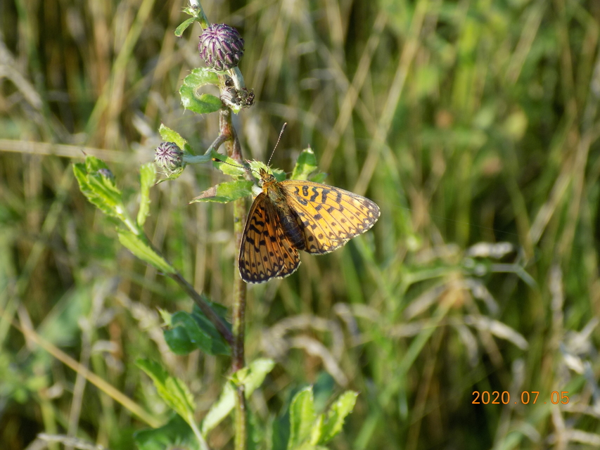 Boloria selene - fakó gyöngyházlepke