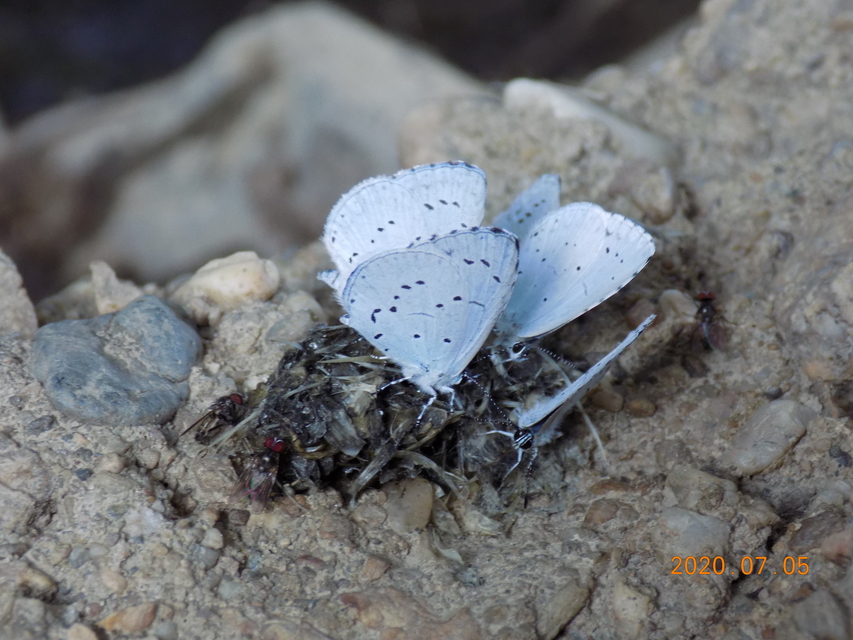 Celastrina argiolus - bengeboglárka