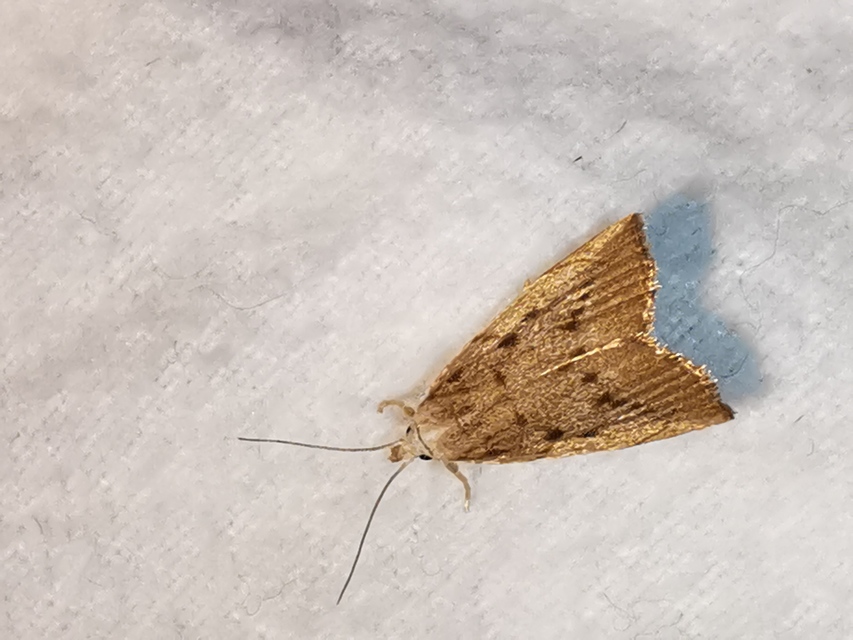Calamotropha paludella - barna nádlevélmoly
