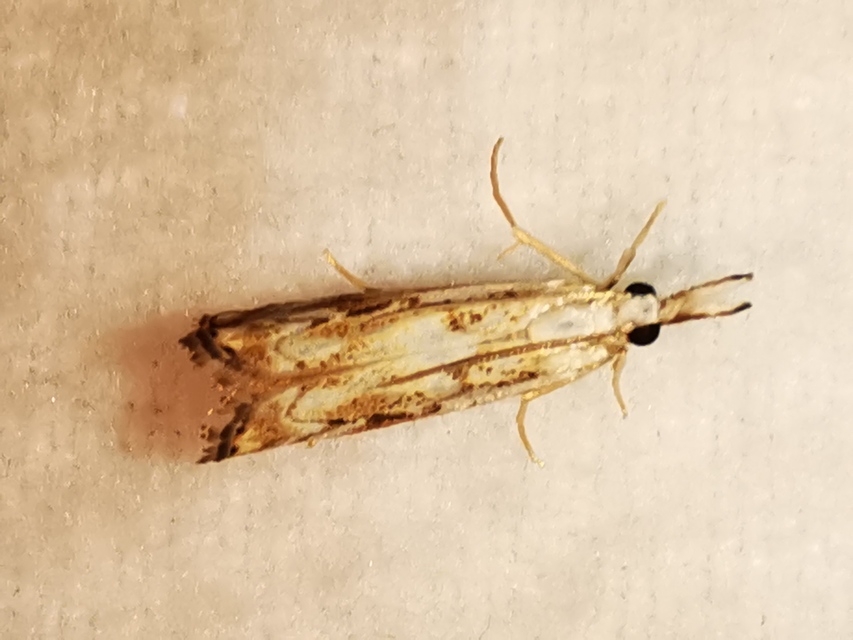 Catoptria falsella - hálós fűgyökérmoly
