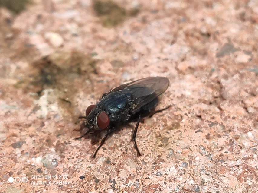 Protocalliphora azurea
